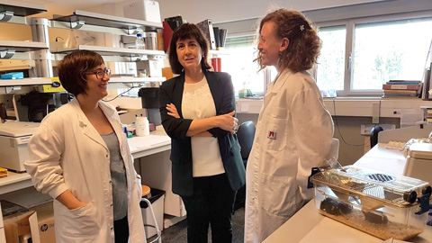 Curan con terapia génica la diabetes tipo 2 y la obesidad en ratones