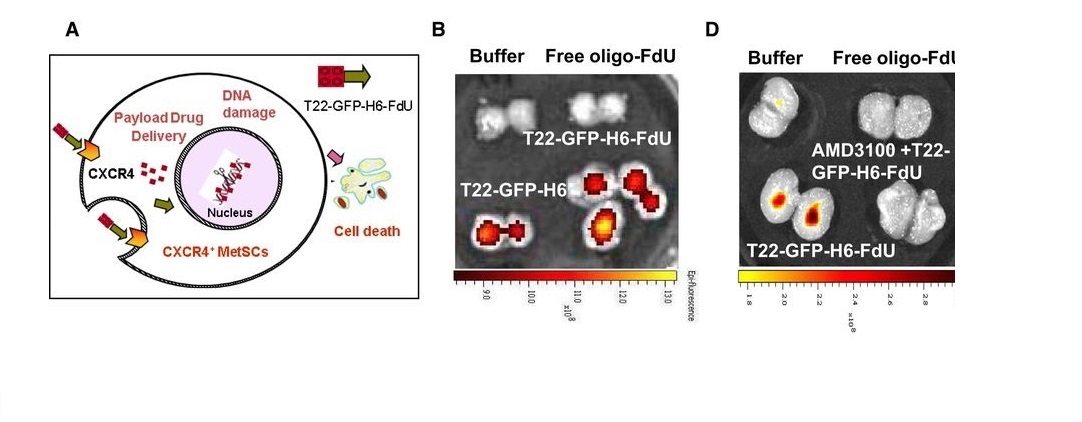 Un nanofármaco abre una nueva vía para la prevención de la metástasis en el cáncer colorrectal