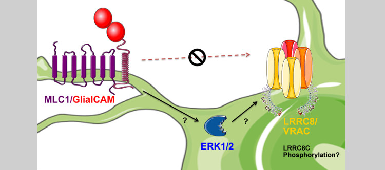 Demuestran que las proteínas LRRC8 están implicadas en diferentes enfermedades raras