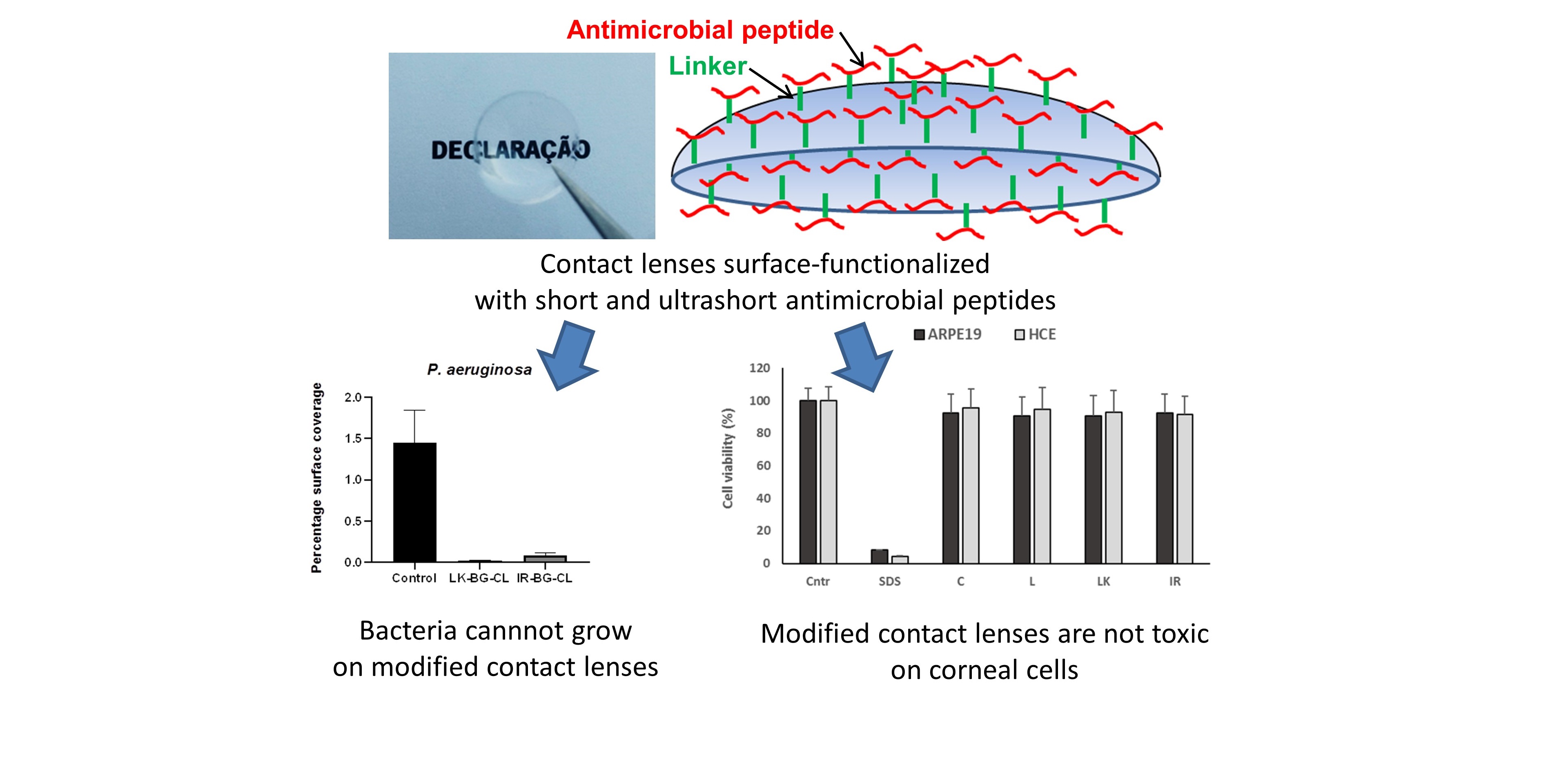 Desarrollan lentes de contacto modificadas que reducirían el riesgo de infección bacteriana