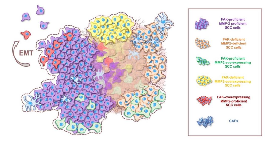 Muestran que la migración colectiva de células cancerosas dependen de la proteína FAK y la enzima MMP-2