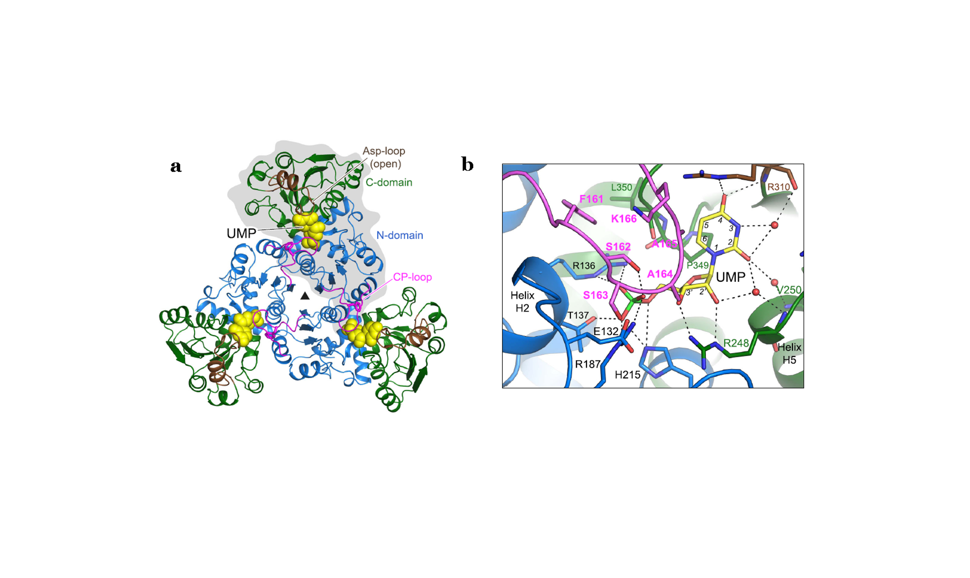 La primera estructura de la proteína ATC de una planta revela su mecanismo de inhibición