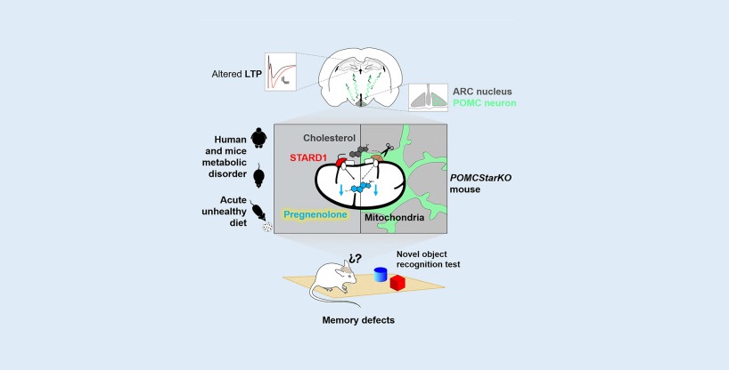 La pregnenolona hipotalámica, un neuroesteroide clave en el control del deterioro cognitivo asociado a la obesidad