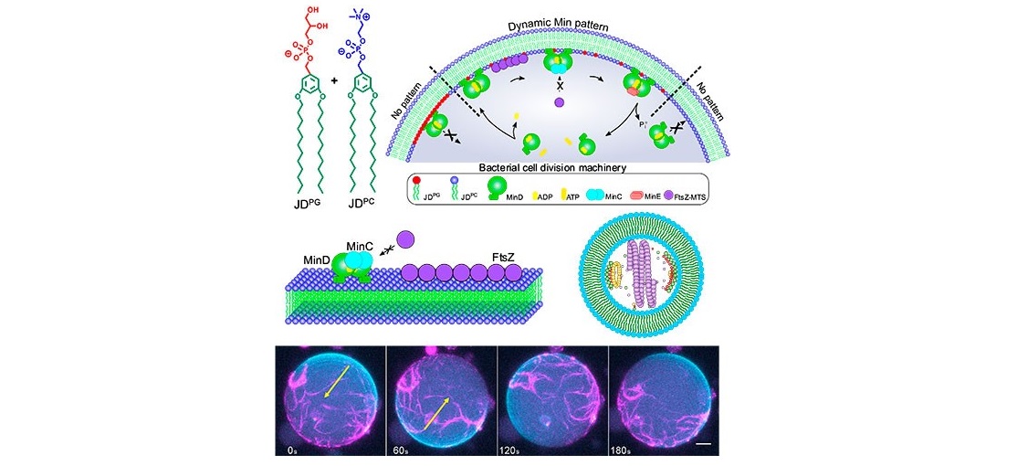 Un paso más cerca de la autodivisión de células sintéticas