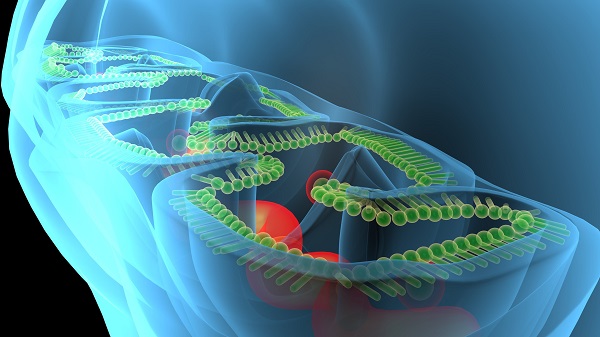 El tejido adiposo blanco es el más vulnerable a los cambios metabólicos causados por la obesidad