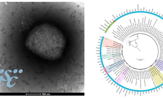 Un estudio define cambios genómicos específicos que podrían asociarse a la transmisibilidad del virus Mpox