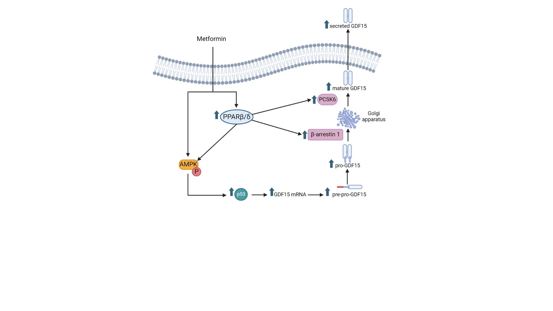 La metformina ejerce parte de sus efectos antidiabéticos a través de un nuevo eje regulador que implica al receptor PPARβ/δ