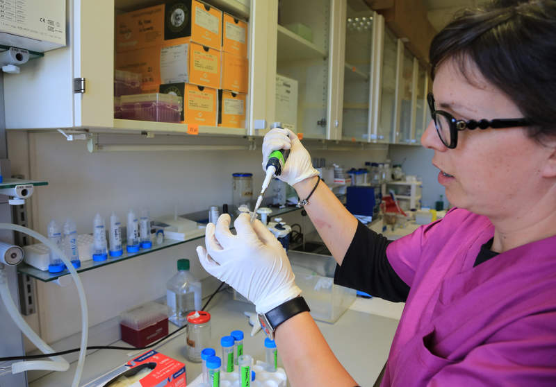 La melatonina tiene un factor protector frente a las células tumorales que provocan el cáncer de hígado