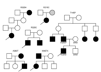 Identifican mutaciones en el gen TUBA4A asociadas con ELA familiar mediante la secuenciación de todo el exoma