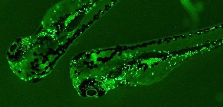 Descubren los interruptores del genoma responsables de la formación del páncreas