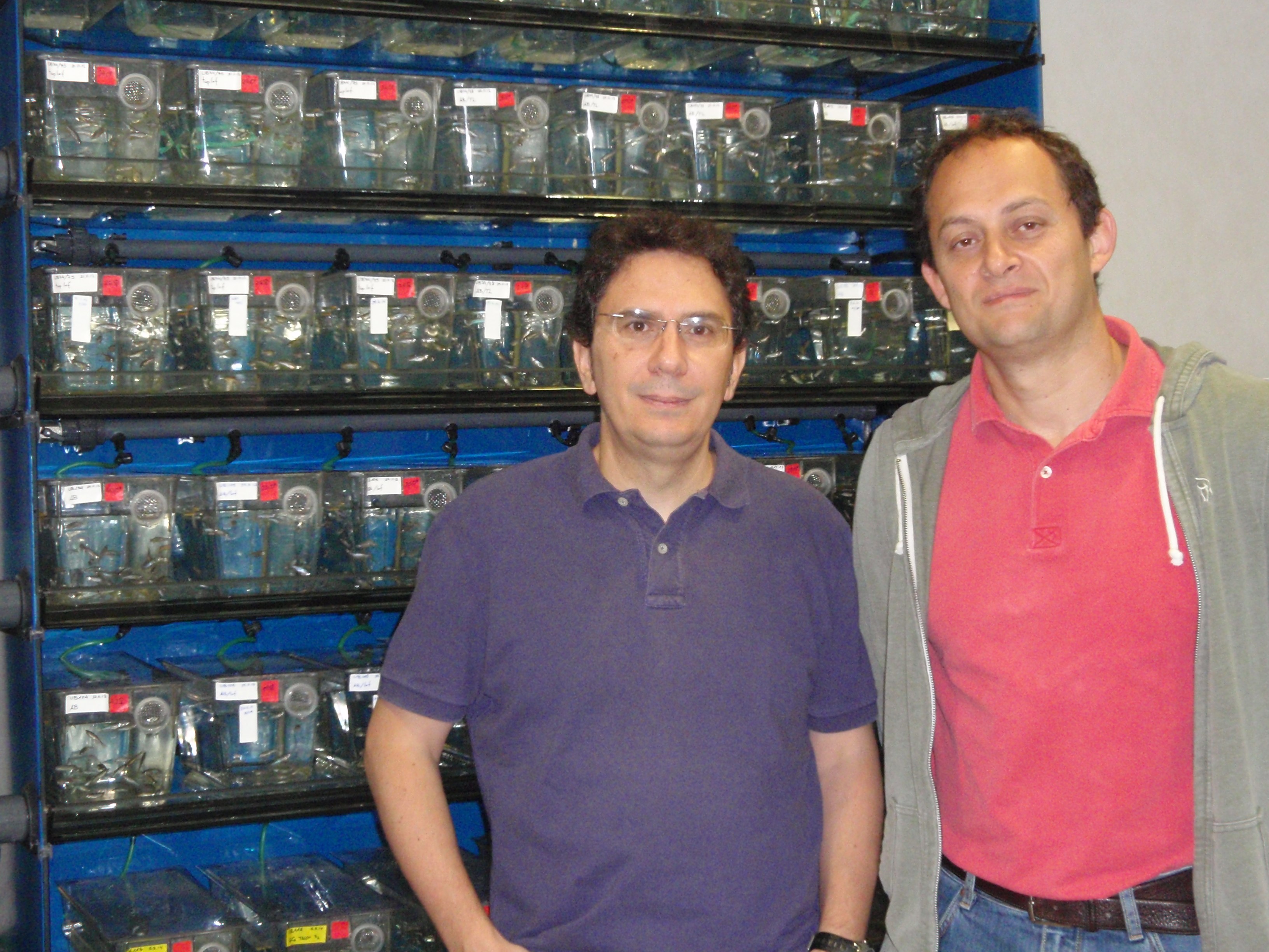 Una comparación de modelos animales y humanos permite explicar la similitud del cuadro clínico de los pacientes con MLC