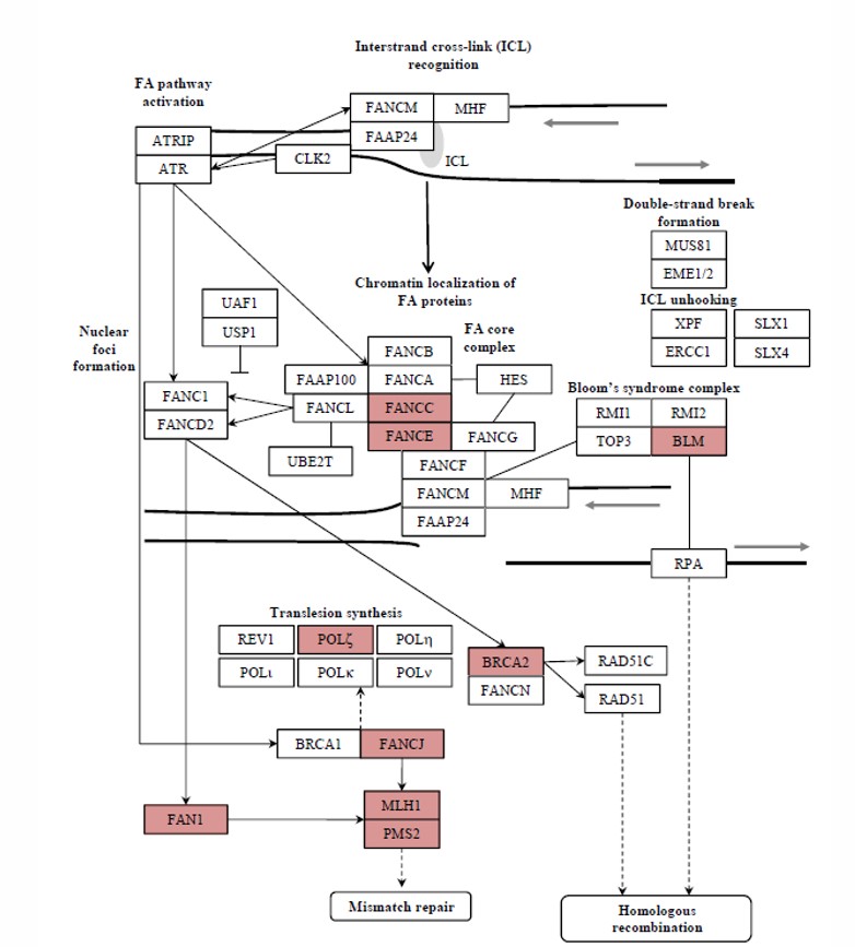 Describen la implicación en el cáncer de colon hereditario de genes de la vía de Fanconi
