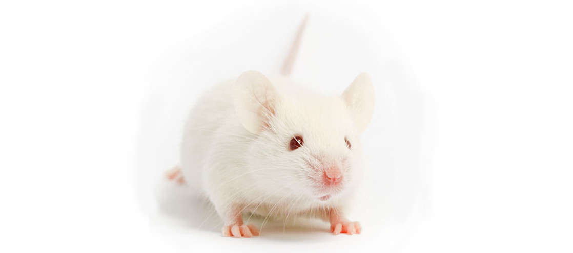 Las Jornadas de Formación en Fenotipado del CIBERER contarán con la colaboración del CIBERCV y CIBERONC